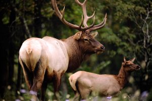 State wildlife center celebrates 100th anniversary